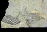 Ordovician Graptolite (Dictyonema) - Fillmore Formation, Utah #95477-1